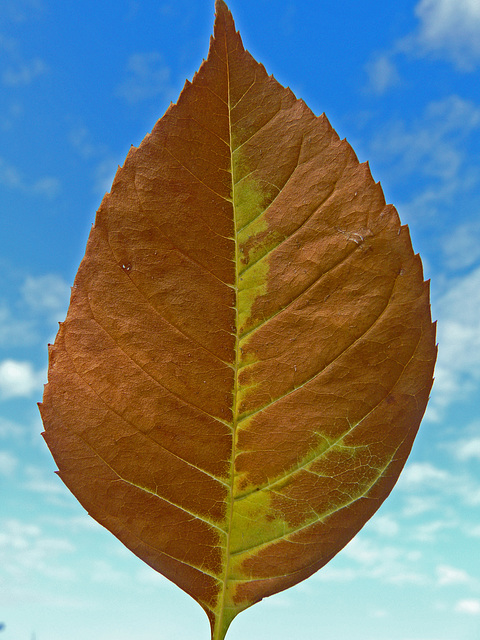 Arrival of fall