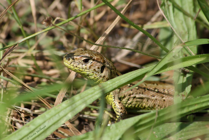 Zauneidechse (Leintalzoo Schwaigern)