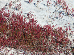 Glasswort, I think