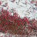 Glasswort, I think