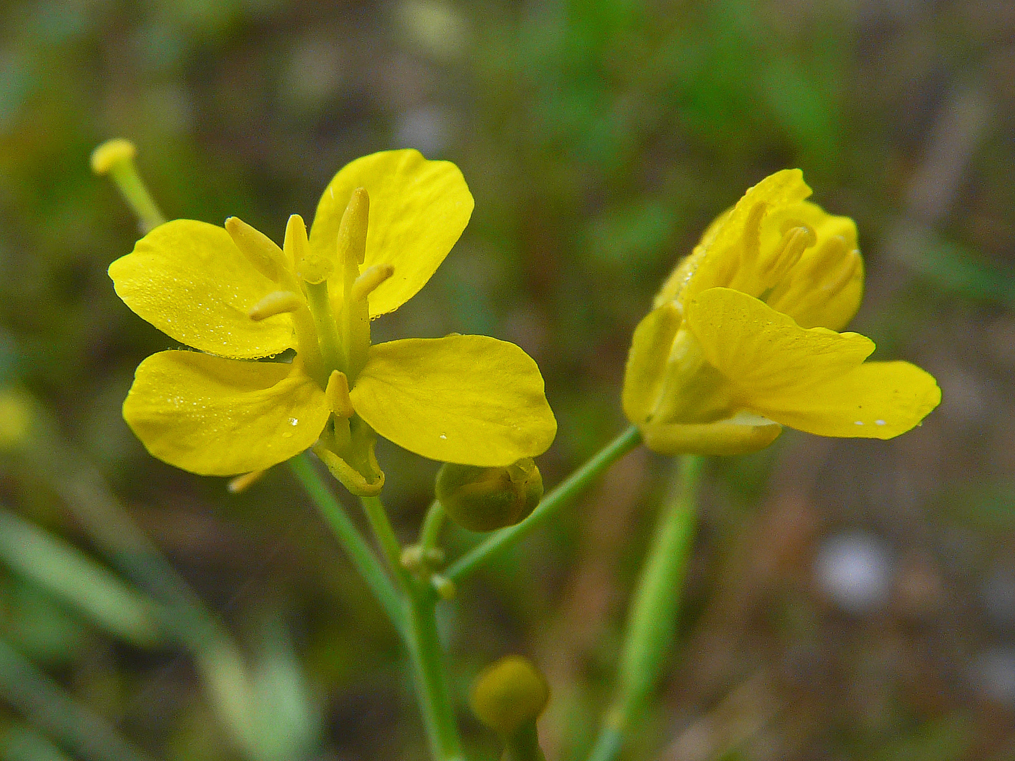 Canola
