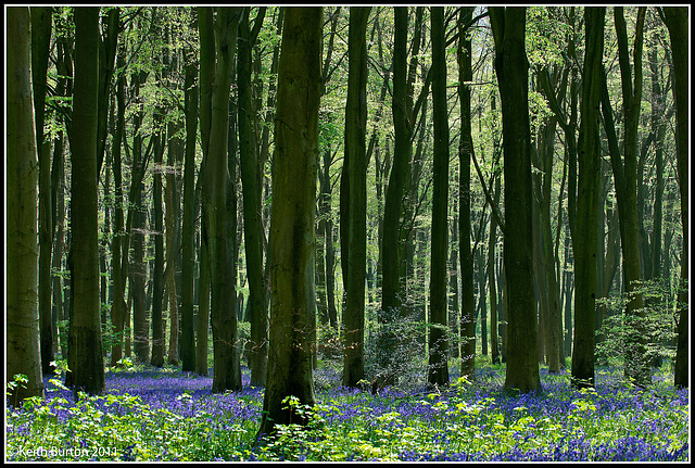 Bluebell woods 1