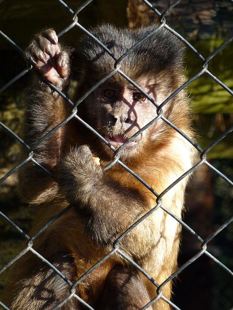 monkey world ape rescue centre, dorset