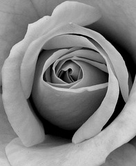 Rose Closeup