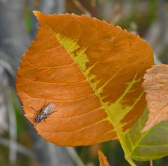 Red-eyes on autumn leaf