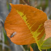 Red-eyes on autumn leaf