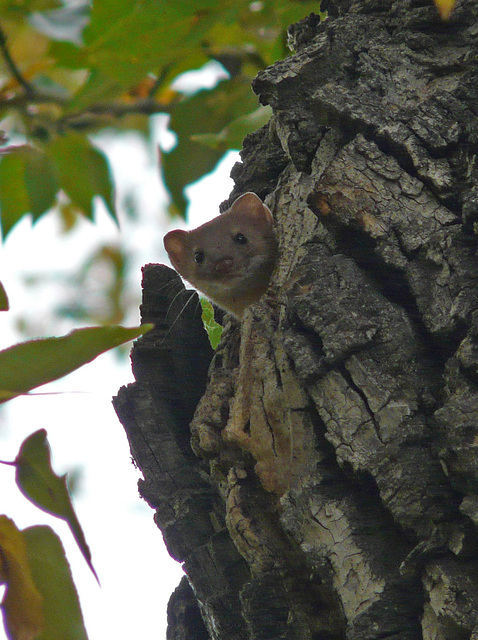 A curious little Weasel