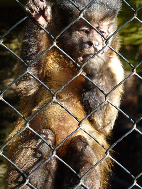 monkey world ape rescue centre, dorset