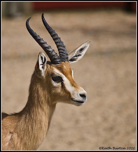 Dorcas Gazelle