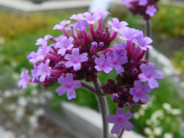 Purple cluster