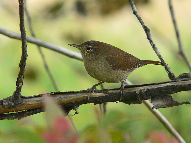 House Wren