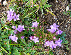 Deutscher Fransenenzian [Gentianella germanica]