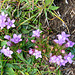 Deutscher Fransenenzian [Gentianella germanica]