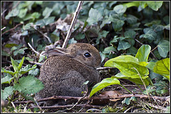 Baby Wabbit