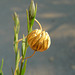 Common Flax seedpod