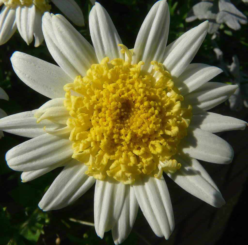 Last flowers of summer