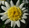 Last flowers of summer