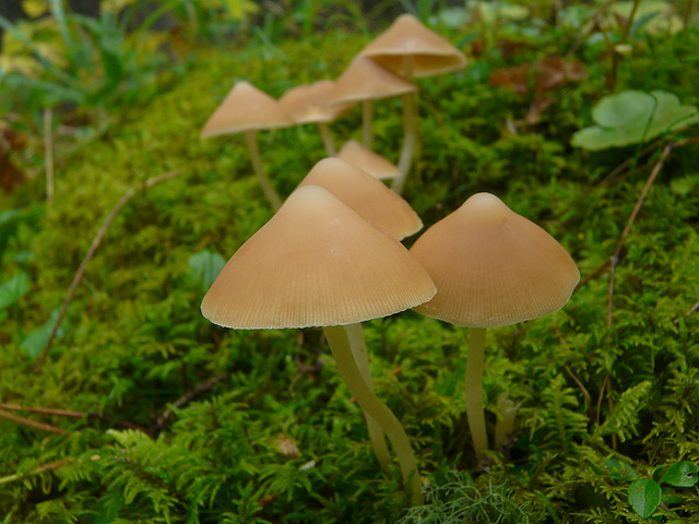 Dainty little parasols