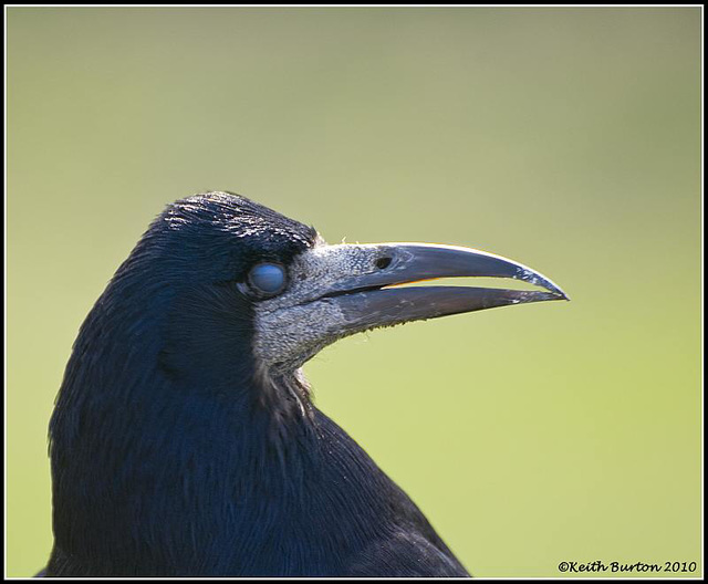 Evil Eye & sharp beak!