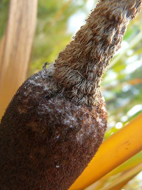 Cattail Cattail