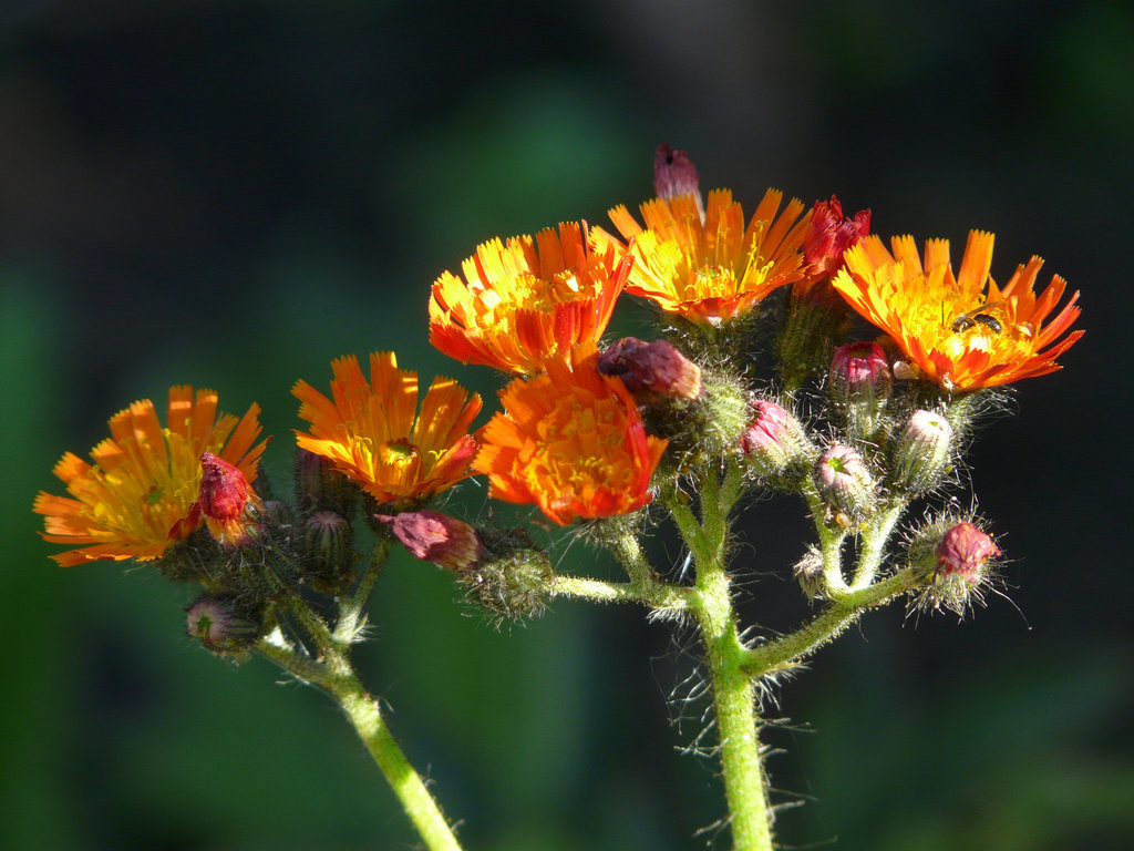 Orange Hawkweed