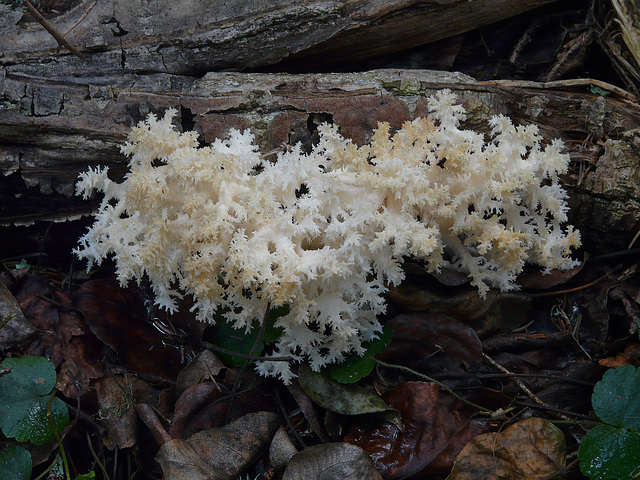 Hericium fungus