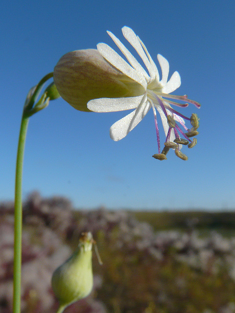 Bladder Campion