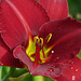 Red Lily for Red~Star