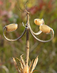 Sticky Purple Geranium seedpods