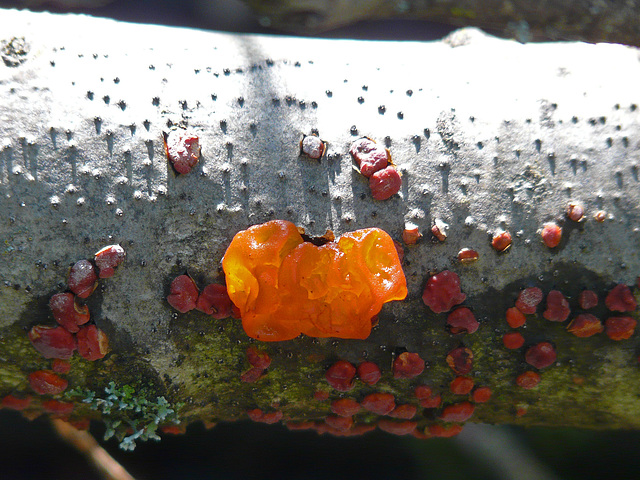 Witches Butter and Red Tree Brain fungus