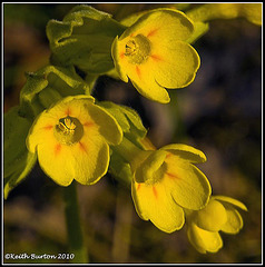 Primula