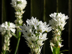 Chincherinchee