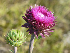 Nodding Thistle