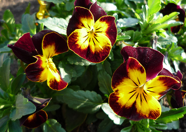 Pansies