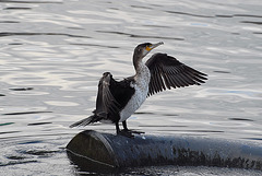 Cormorant