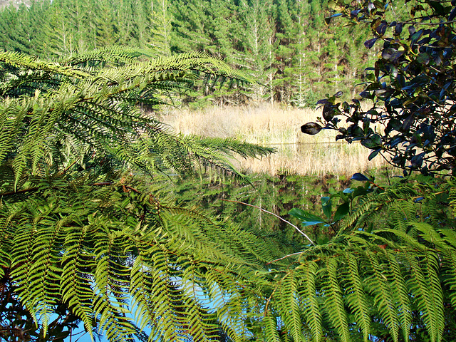 Through the ferns