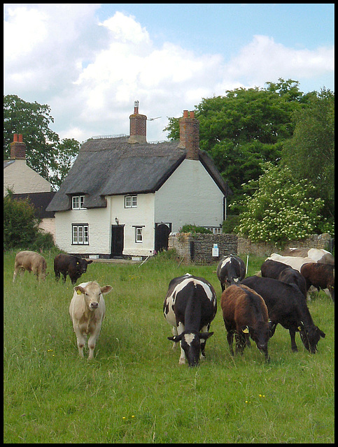 cows at Binsey