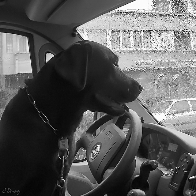 Il fait un temps à ne pas mettre un chien dehors !