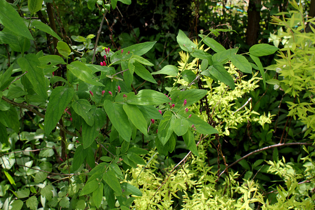 Lonicera tatarica