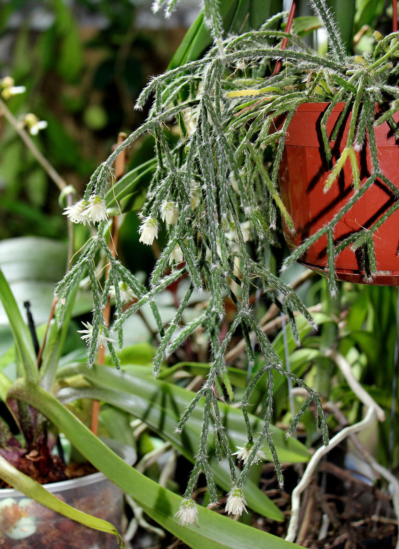 Rhipsalis pilocarpa (2)