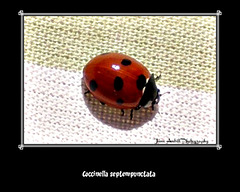 Coccinella septempunctata