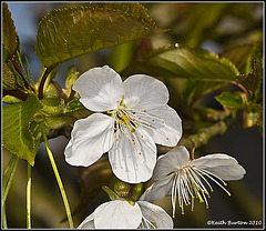 Blossom