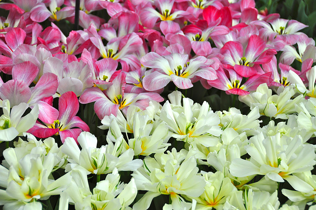 Keukenhof 2012 – Tulips Exotic Emperor & Flaming Purissima