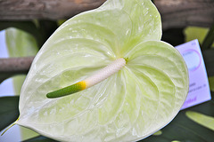 Keukenhof 2012 – Plant