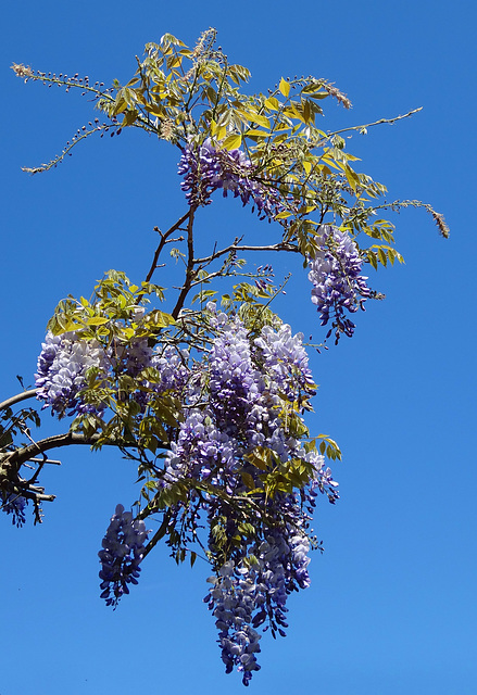 wisteria