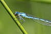 Dragonfly eating