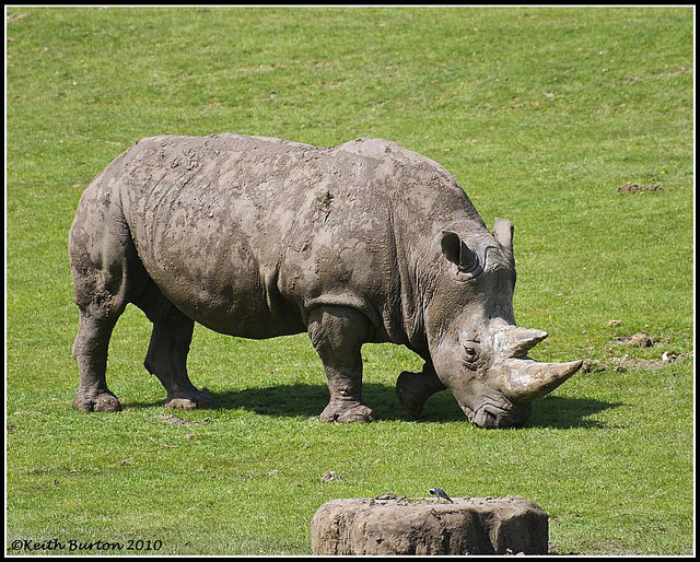 Rhinoceros