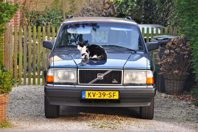 Volvo and cat