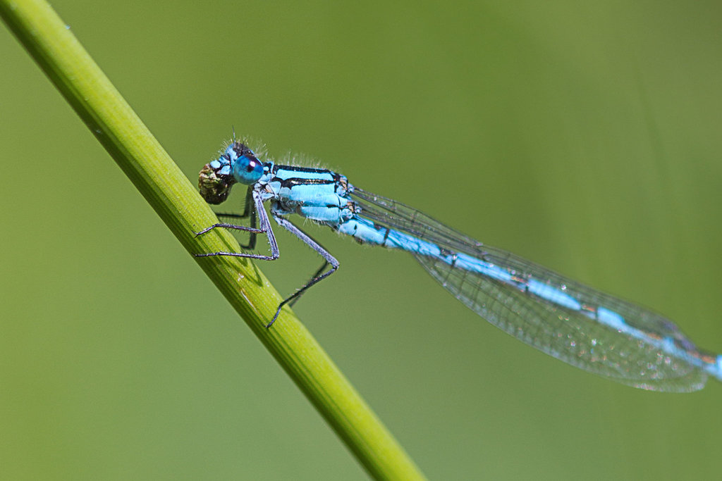 Dragonfly eating