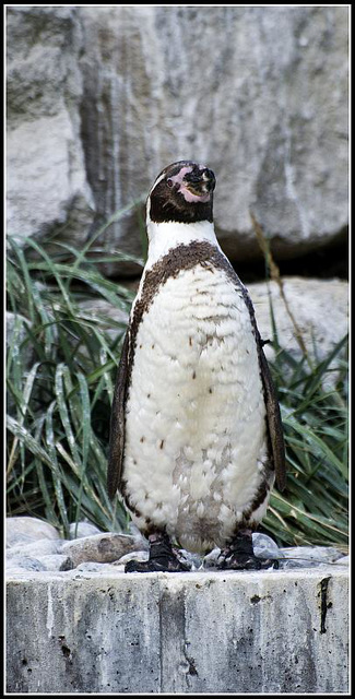 Humboldt Penguin - Marwell Zoo